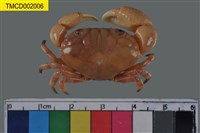 藏品(環紋金沙蟹)的圖片